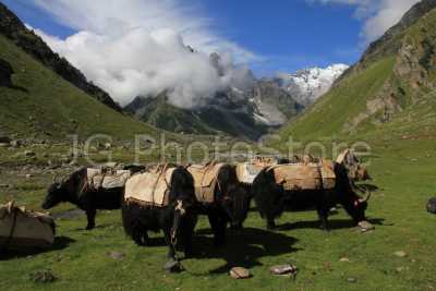 Yaks waiting to be loaded