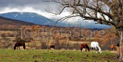 Caballos pastando libremente en el Valle de Lozoya junto a la ermita de Santa Ana.