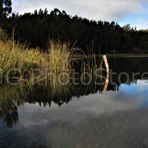 Aguas quietas reflejando la luz en un rincón de la laguna de Tota en Colombia.