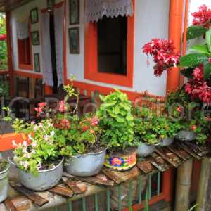 Flowers and pots in a house of meals in Armenia, Quindío department.