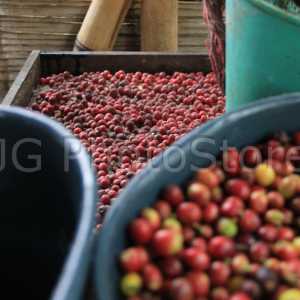 Grains coffee preparation in a coffee farm near Armenia in the Quindío department.
