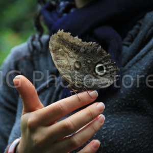 Una mariposa búho se posa sobre la mano de nuestra guia en la visita al Parque Botánico del Quindío.