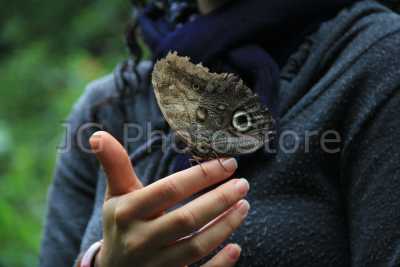 An owl butterfly alights on the hand of our guide during the visit to the Quindío Botanic Garden.