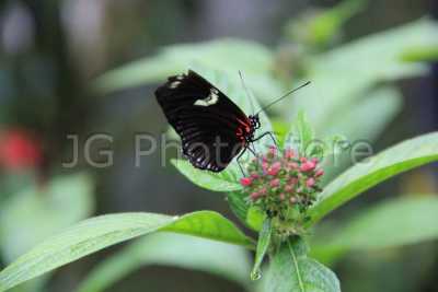 About 3500 species of butterflies and more than 30000 species of moths are found in Colombia.
