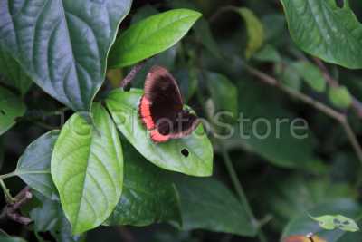 The butterflies house of the Quindío Botanic Garden has 680 m2.