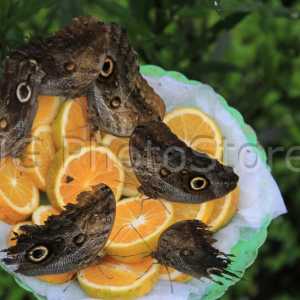 Various owl butterflies sip orange juice from some slices on a plate.