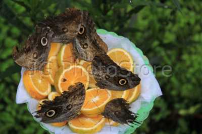 Various owl butterflies sip orange juice from some slices on a plate.