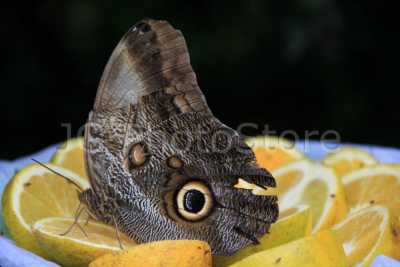 Caligo is a genus of butterflies commonly known as owl butterfly.