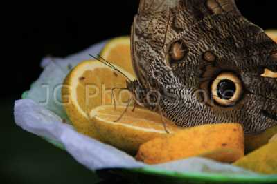 Owl butterfly in the butterfly house of the Quindío Botanic Garden in Armenia.