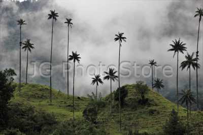 Rain forest with clouds