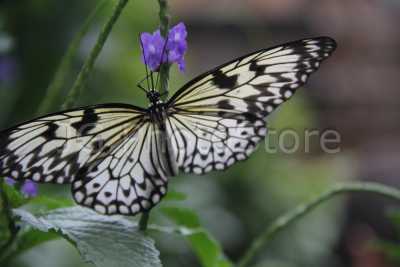 Hermosas mariposas