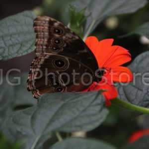 Armenia Butterflies House