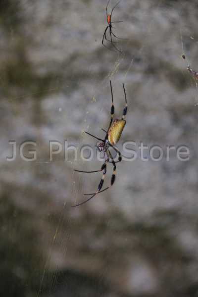 Spider at the Tayrona Park