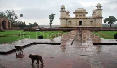 Monos paseando por el pequeño Taj Mahal
