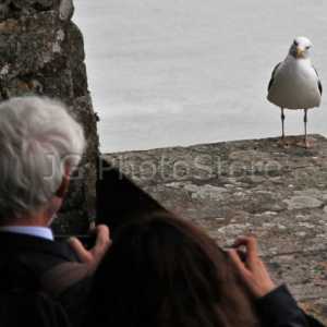 A curious seagull at Le Mont Saint Michele