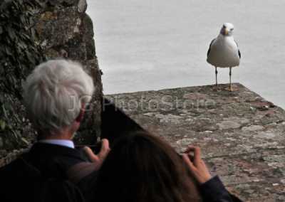 A curious seagull at Le Mont Saint Michele