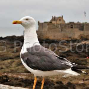 Seagull in Saint Malo