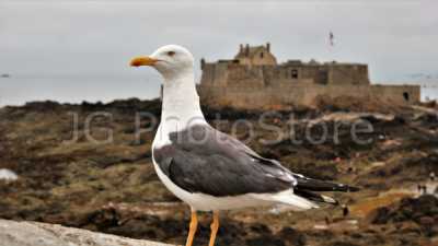Seagull in Saint Malo