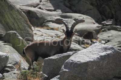 Male of Iberian wild goat