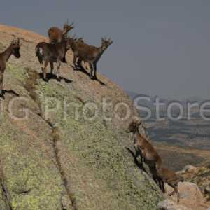 Cabras montesas en Gredos