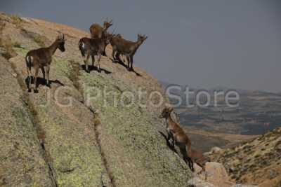 Iberian wild goat in Gredos