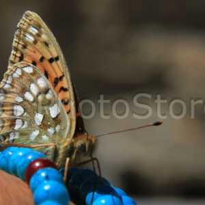 Spiti Valley's butterfly