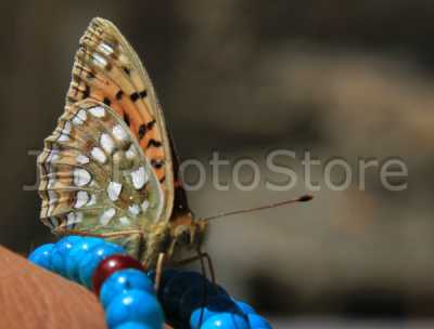 Spiti Valley's butterfly